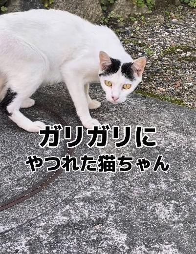 ガリガリにやつれた母猫の愛に満ちた行動が話題に（三吉さん提供、Instagramよりキャプチャ撮影）