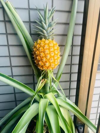 「4年半かかってついに！ ベランダでパイナップルできた」元パイン農家からも称賛の声「自宅でここまで綺麗に育てられたのはすごい」