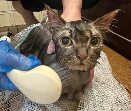 何百匹もの猫が命を落とした多頭飼育崩壊の現場で、亡骸に手を合わせ66匹をレスキュー