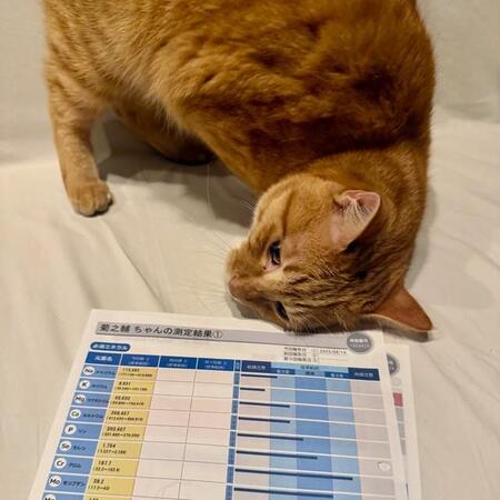 犬や猫が飼い主の手をペロペロ舐めるのは、愛情表現ではなく…？　“手作りごはん派”が陥りやすい落とし穴