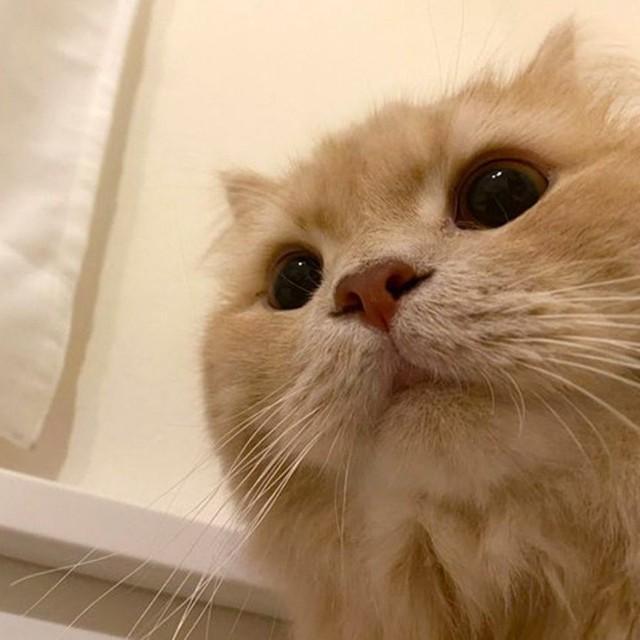 スマホを見ていると視界に入ってくるつきみくん／つきみねこさん（@____tukimineko）提供