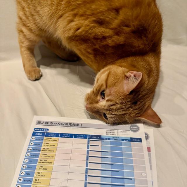 我が家の猫のミネラル検査をしたら、散々な結果でした！塩が足りない！