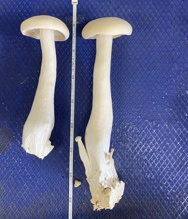 夏にしか手に入らないキノコ、大きさに衝撃「びっくり」「バーベキューしてみたい」