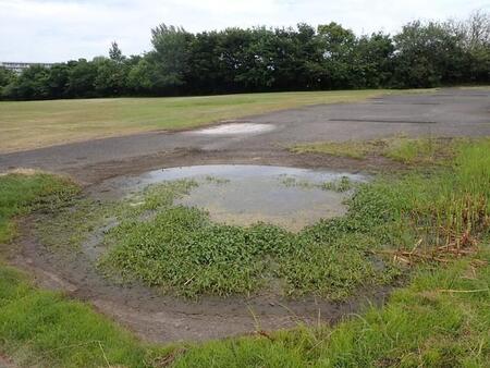 「突然、大量の草の名前を言って怖がらせよう！」→樹木医の珍行動に驚き「葉っぱだけで言い当てるの流石」