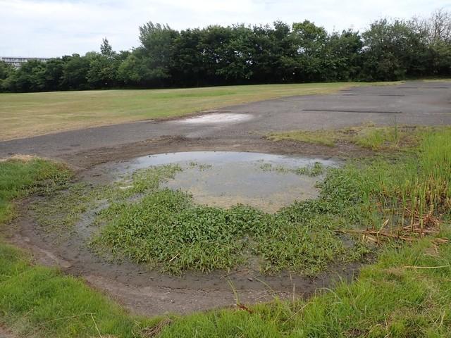 水たまりの周りの何気ない草たちも瀬尾さんが見れば…（瀬尾一樹さん提供）