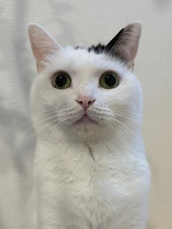 「狭いとこ好き」だった子猫、隙間に入り込んだ姿が「昭和のアイドルっぽい」