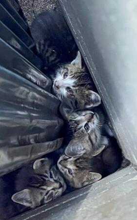 カラスに狙われた子猫を緊急保護→今では「油断しきった家猫」に育った４匹の物語