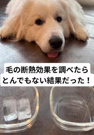 犬の「サマーカット、本当に必要?」氷を包んでわかった“犬の毛”の力に驚き!