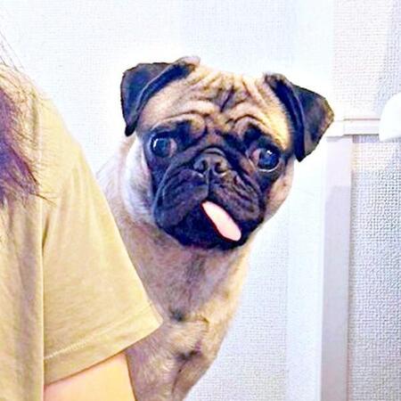 1歳10カ月になったりりちゃん。舌ペロが愛らしい（画像提供：れれさん）