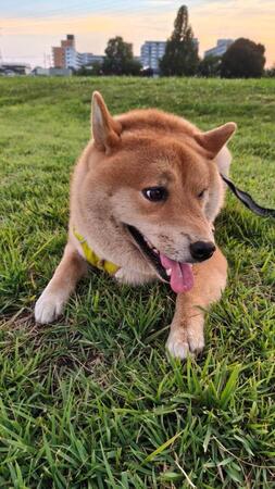 「茶太郎になりました」というひと言とともにポストされていた写真（画像提供：lovelove_taroさん）