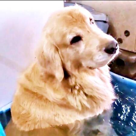 「冷やし犬始めました」！？ 飼い主の目を盗み…洗い物用の水にちゃっかりイン！ 　“ととのう”姿に5.5万いいね