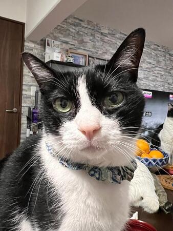 「何匹減った？」美容室での一言に傷つき…10匹の猫と暮らす女性が感じた“命への価値観の差”