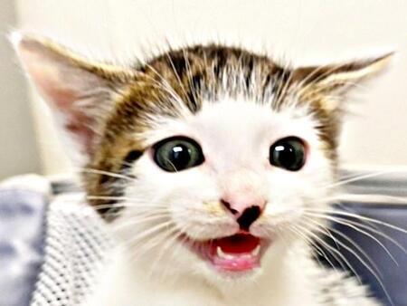 一匹だけ里親が決まらず…残ったのは前髪パッツンの個性派猫、にぎやかな子猫時代を経てSNSで大人気