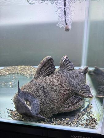 水槽でゴロンと横になり爆睡するナマズ　脱力系の寝姿に「スヤァ…」「野生を思い出せー」と癒やしの声