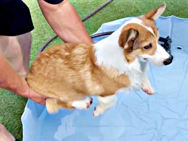 エア水かきをしながらプールに入るボスくん（画像提供：一番星ぶん太 B.B.B Corgisさん）