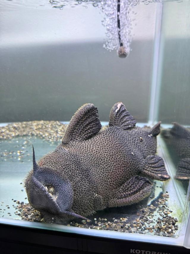 ナマズのリラックスした寝姿/ちゃんつるさん（@chantsuru_aqua）提供