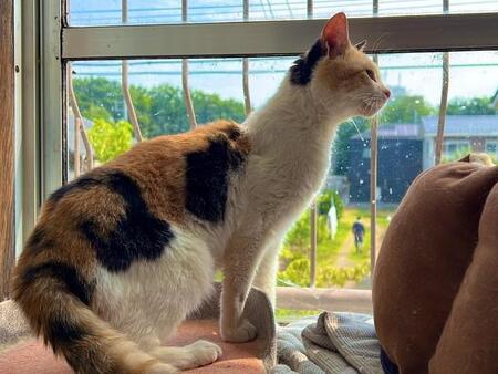 ハンデがあるオス三毛猫、ダイソン空気清浄機にマーキング！　「ま、いいか。フィルター交換時期だし」　驚きと喜びにあふれる保護猫たちとの暮らし