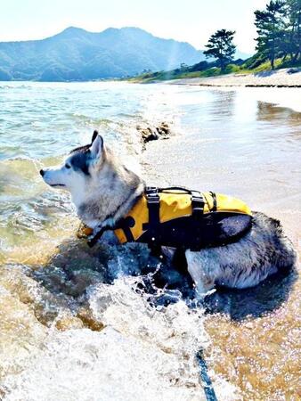 ライフジャケット姿でキリッ☆ 「救助犬ですか?」と聞かれたハスキー 実は…泳ぐのが苦手!「凛々しいのに」「かわいすぎる」