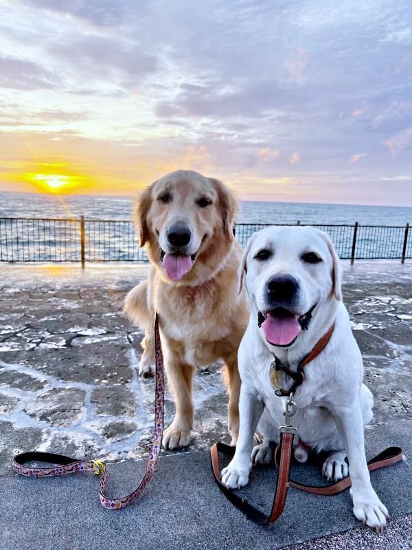 海大好き！ 笑顔が愛らしいハリーくん（左）とベニーくん（右）（画像提供：ハリーさん）