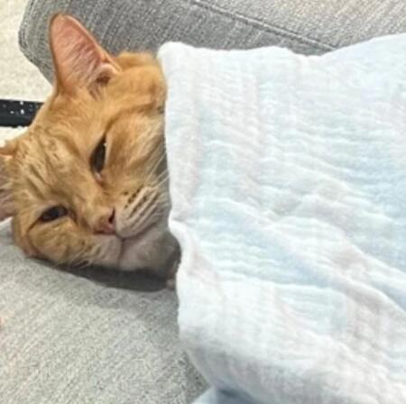 2歳娘が愛猫に優しい気づかい「ふと見たら掛けられててワロタ」撮影時のことを母に聞いた