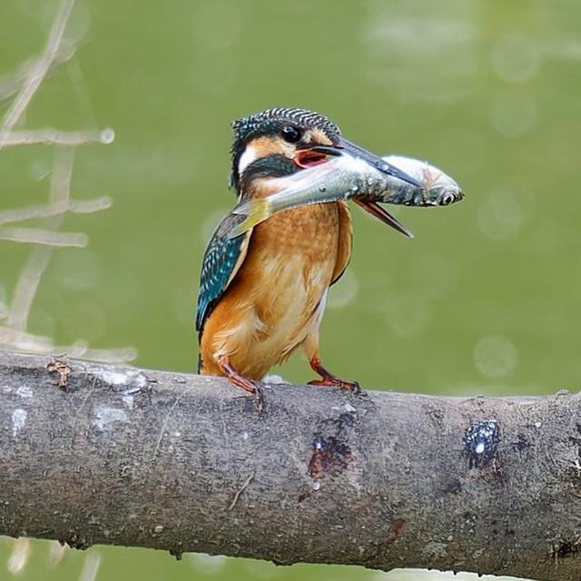 【ビフォー写真】いただきます！（画像提供：ポークジンジャーさん）