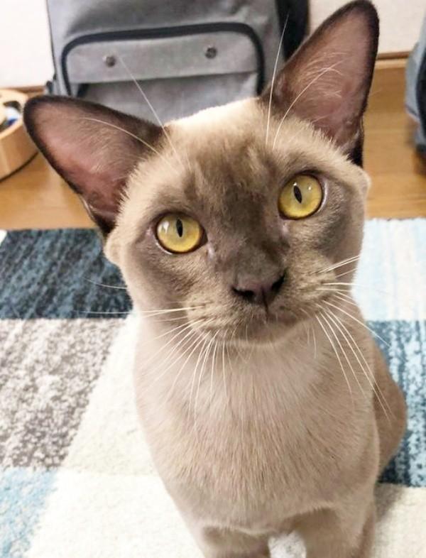 おうちに迎えられたころ。神秘的な容姿が素敵なクウちゃん（画像提供：Daiさん）