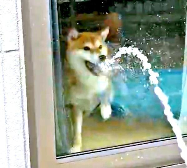 窓の外からホースの水がかけられて、一気にテンションが上がるまろんちゃん（画像提供：シヴァイヌ まろんさん）