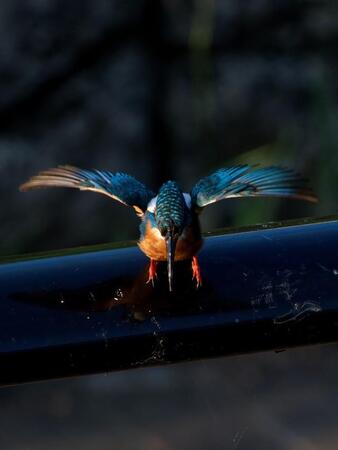 「まるでえっほえっほ」カワセミが地上を歩く珍場面ーー偶然撮れた写真に、二度見必至「走ってるの珍しい」