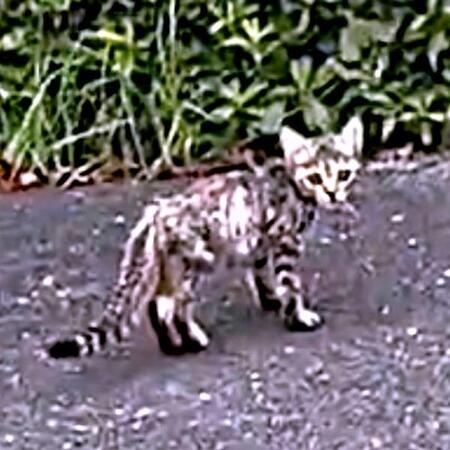 「上手く歩けない子猫がいる」 届いた動画がきっかけに…　片足を失った保護猫、家族に迎えられ“甘えん坊レディ”に成長