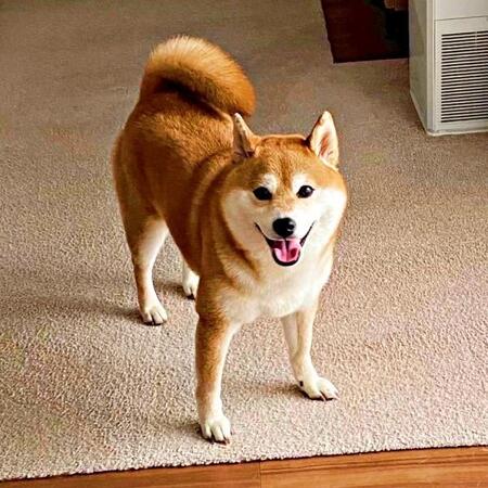 「犬よ、こんなでかい生き物と暮らしてくれて…」愛犬目線のメッセージに反響　「泣きそう」「映画観るよりジーンときた」