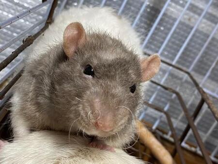 フォロワーには”だり”くんの顔ファンも多いのだとか／おでんさん（@Odengtgt）提供