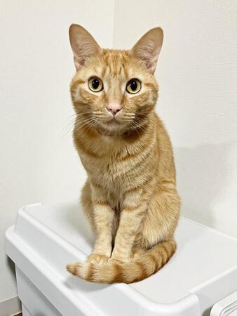 賃貸の審査で求められて…猫の奇跡の1枚に反響　 “おすまし顔”の茶トラ猫の写真に「これは合格以外ありえない」