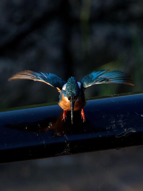 カワセミ カワセミ | 哲学堂公園いきもの図鑑