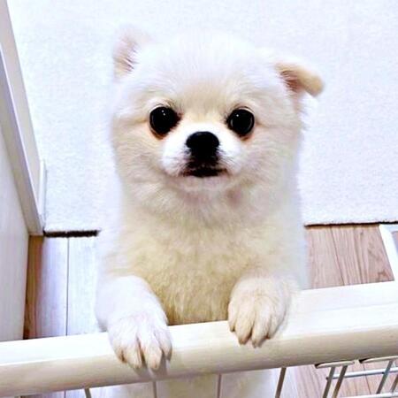 わんこ、初めての桃に大興奮！ おいしすぎて口から泡を吹く…？「顔も泡も全部かわいい」