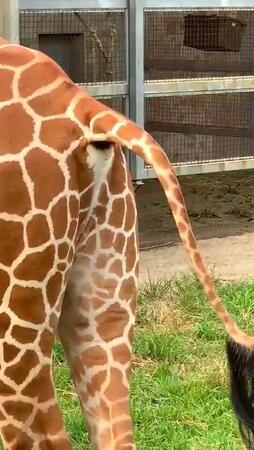 飼育員は見た！　キリンのおならの瞬間が話題に　音は？臭いは？　うわさの動物園に聞いた