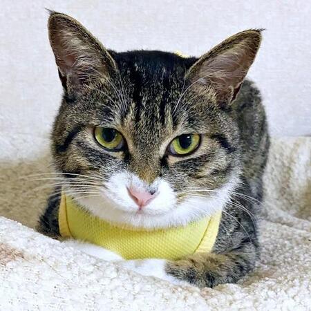 猫の不安定すぎる寝姿にドキドキ…ベッドごと落下の瞬間！　心配する相棒の反応も話題「まさに寝落ち」「ドリフのコントでありそう」