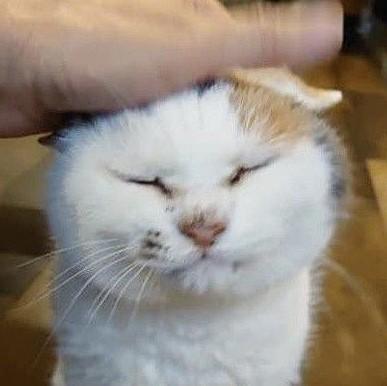 「長生きは、するもんだねぇ～」18歳からカフェの看板猫になった三毛猫　ライブで“にゃー”と合いの手、愛された2年3カ月と最後の抱っこ