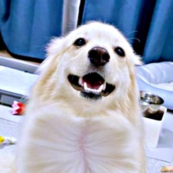 「ぼくも、ドライヤーして！」 結果、思わぬ姿になったとろろくんが話題に（画像提供：ポメックスのとろろくん）