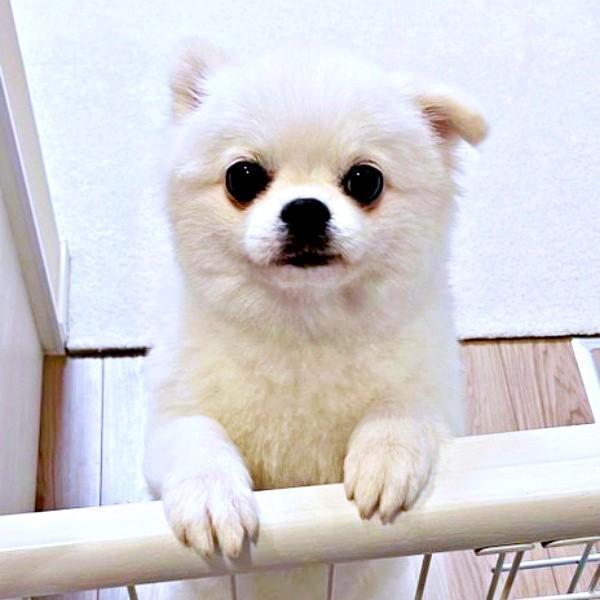 初めて桃を食べたましゅくん。かわいすぎる反応が話題に（画像提供：アザラシいぬさん）