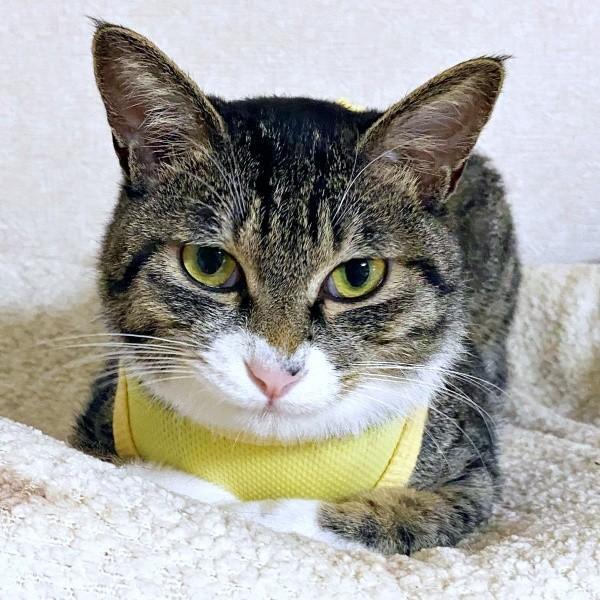 ベッド上からずるっと落ちてしまったクーちゃん（画像提供：いえもりさん）