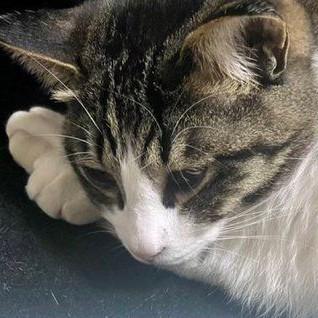 「夜抜け出して海にでも行ってきたんか」早朝の愛猫が連れてきたのは小さな“巻き貝”　謎すぎる“おみやげ”に驚き　まるで「猫バスにキセル乗車」