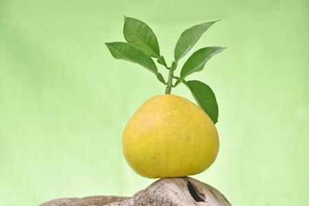 「ボンタンアメを食べると尿意が収まる」説　なぜ？薬膳の専門家が指摘、やはり縮尿効果はあった