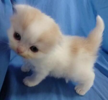 「まるで天使」困り眉の子猫が8年後に激変！　貫禄たっぷりのふでぶてしい寝顔　ビフォーアフター写真に「3枚目で吹いた」「子猫詐欺」