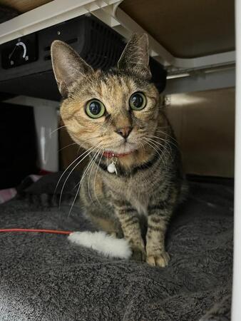 保護した猫が見せた“あんしん寝”　警戒心とくのに半年かかったが…「愛情って伝わるんだ」先代猫そっくりの子猫を迎えたら