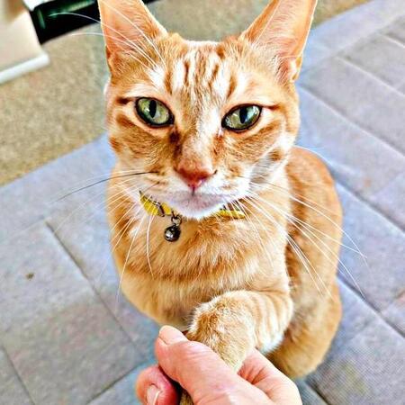 舌ペロで伸びをする猫のクセ強ショットが、巨匠の名画そっくり「ボニャール最上級」「芸術点高い」