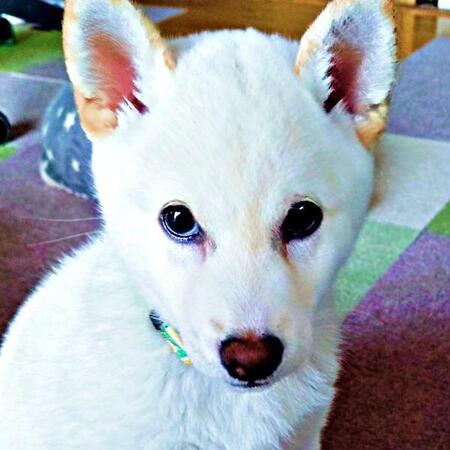 子犬に「絵を踏まないで」と言った結果…　いじらしい姿に悶絶「健気すぎる」「お利口さん」