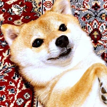 「今度は私の番♡」1歳娘が眠るのを待ってママに甘える柴犬　へそ天で笑顔になる姿に「かわいすぎる」「待っててえらいね」