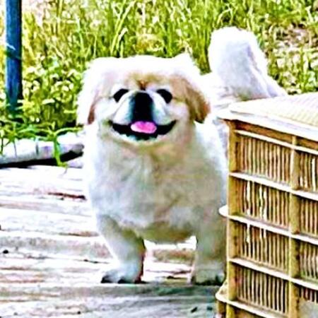 犬の背後から狙っていたのは…？　ニコニコ笑顔で気づかない犬にツッコミ続出「後ろー！」「今年ナンバーワンの写真」