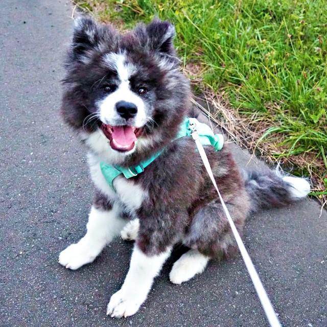 散歩中のいぬくん。サーモグラフィーに映った驚きの光景とは…！（画像提供：@i_n_u_k_u_n）