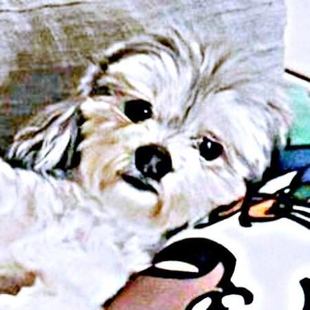 エアコン快適な部屋で犬が見せた衝撃リラックスポーズに「もう人間じゃん…」と爆笑の声続々　「すごくなじんでる」「寝方が人間そのもの」